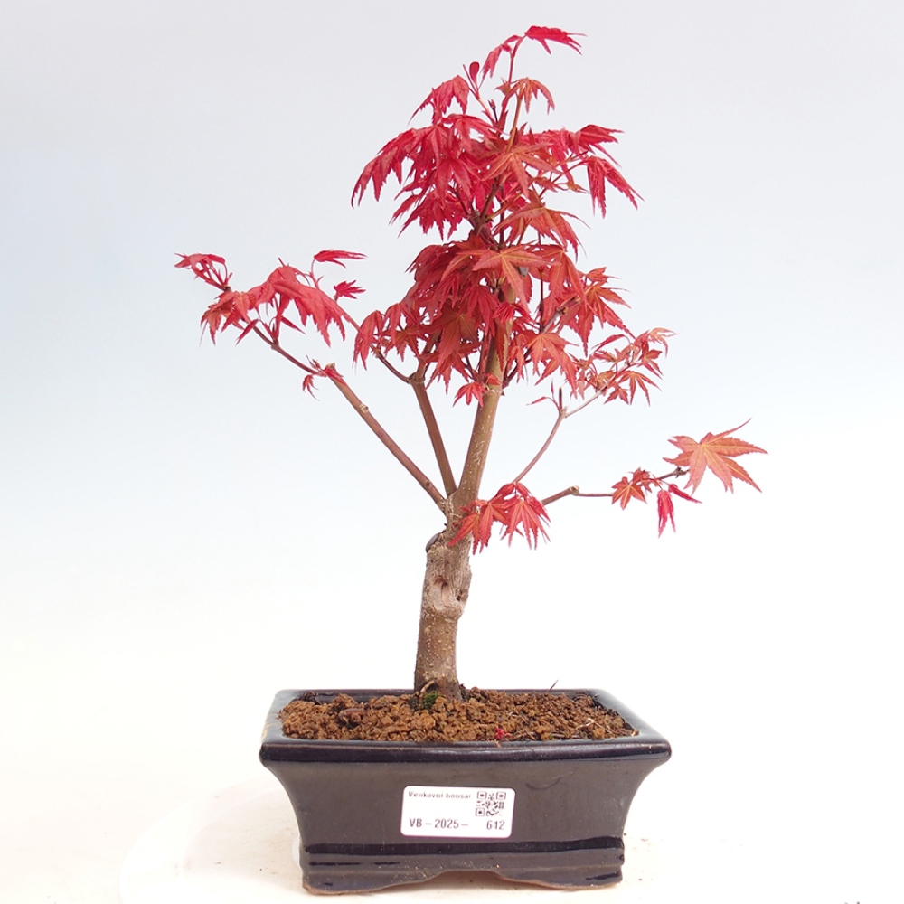 Outdoor bonsai - dlanitolistý klon - Acer palmatum DESHOJO