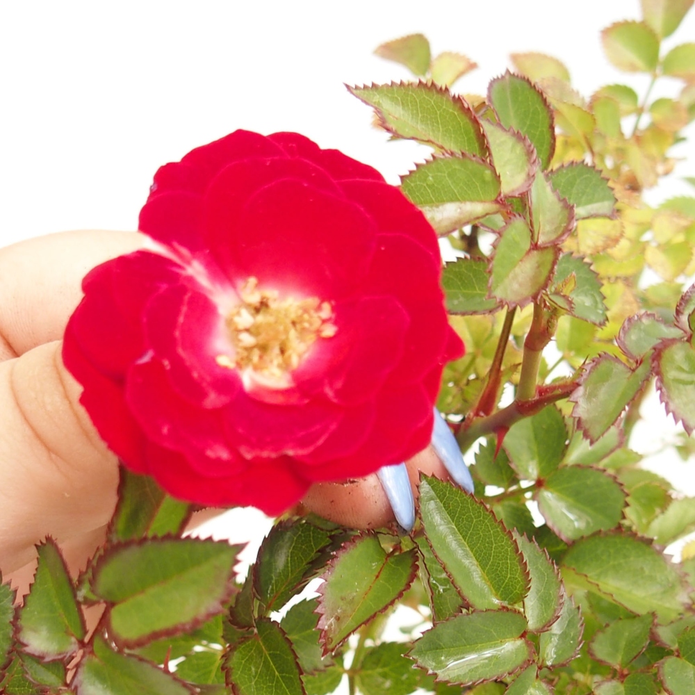 Bonsai na zewnątrz - Rosa Kordes - róża 