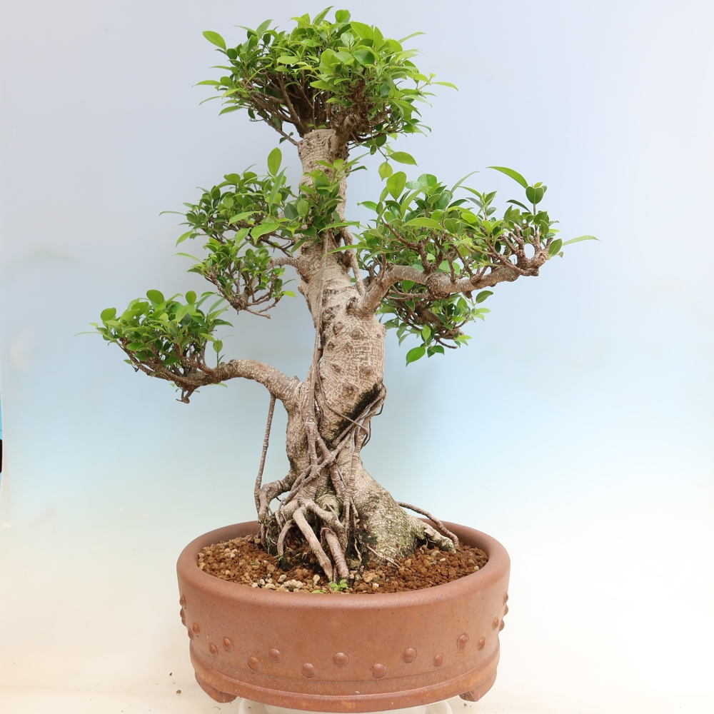 Pokój bonsai - Ficus kimmen - figowiec drobnolistny