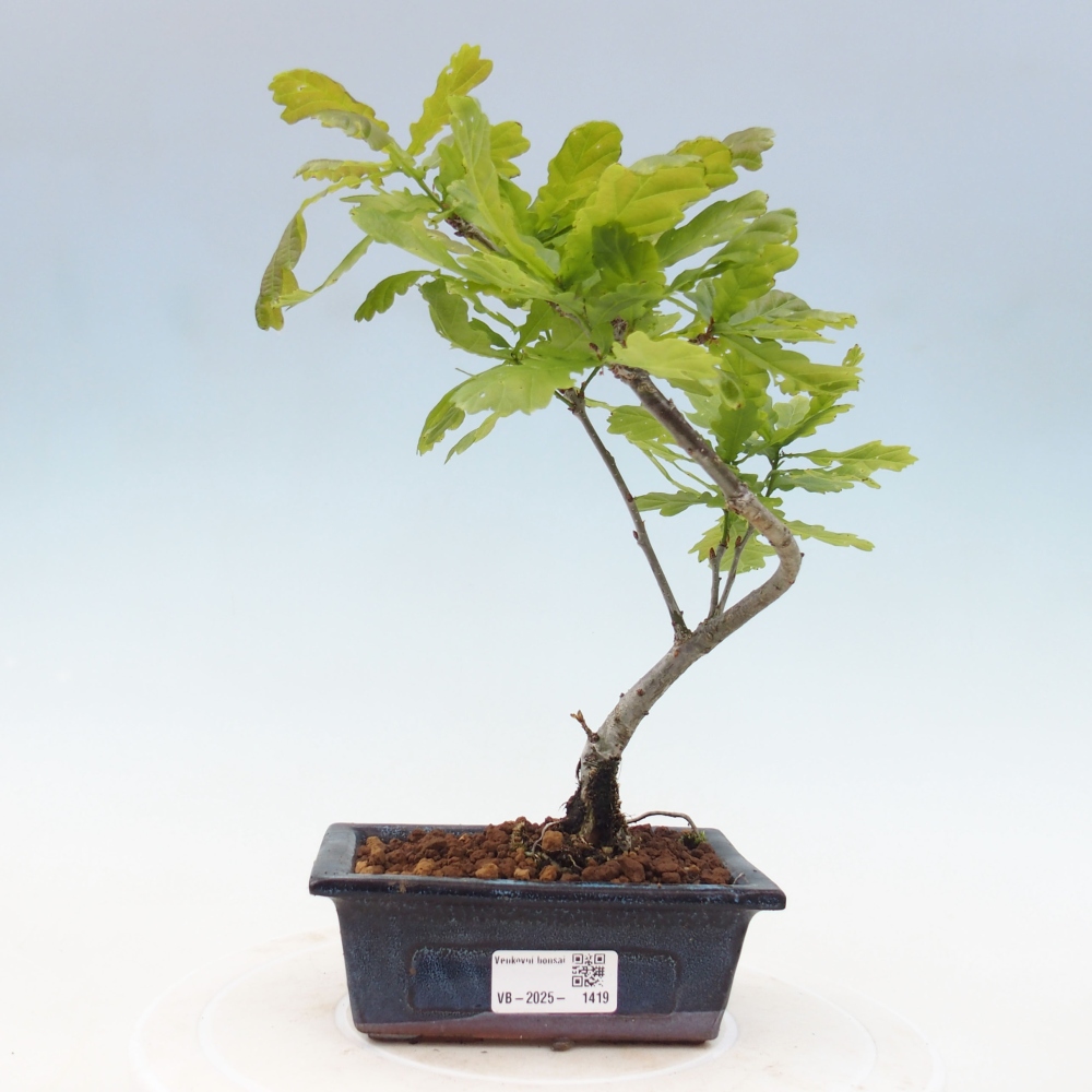 Bonsai zewnętrzne - Quercus robur - dąb pospolity