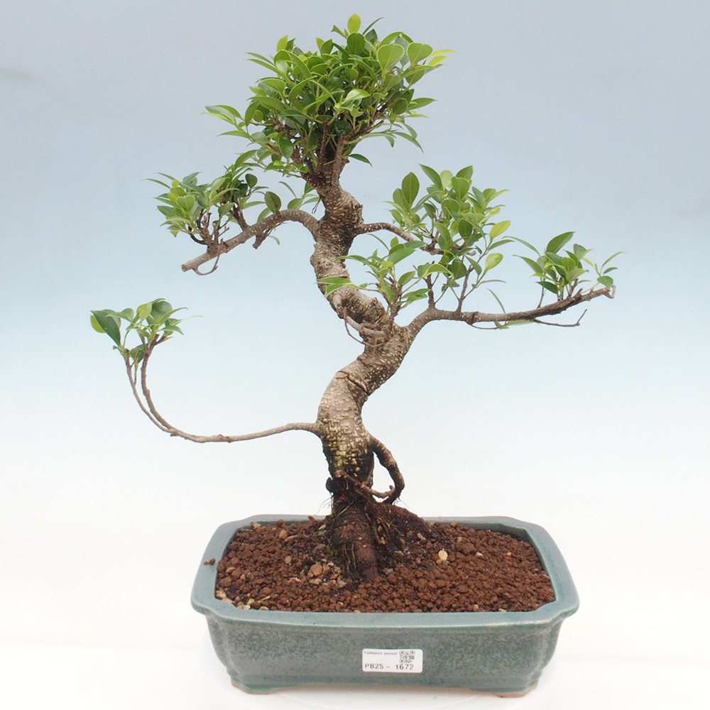 Kryty bonsai - Ficus kimmen - figowiec drobnolistny