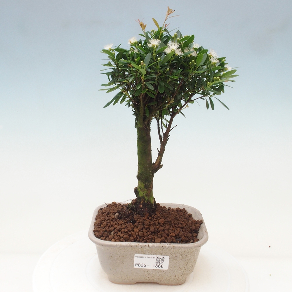 Pokój bonsai - Syzygium - Pimentovník