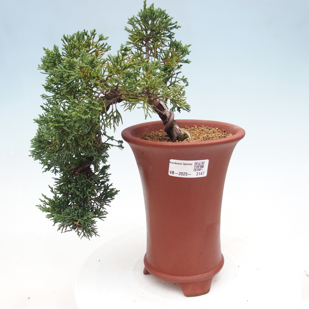 Bonsai zewnętrzne - Juniperus chinensis Kishu - Jałowiec chiński