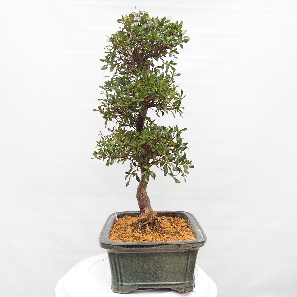 Bonsai zewnętrzne - Azalia japońska - Azalia Kisshoten