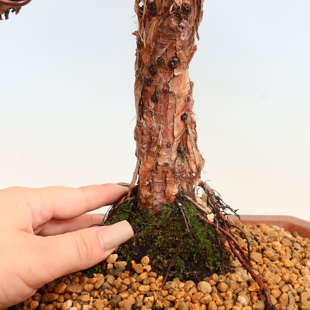Outdoor bonsai - Juniperus chinensis Kishu