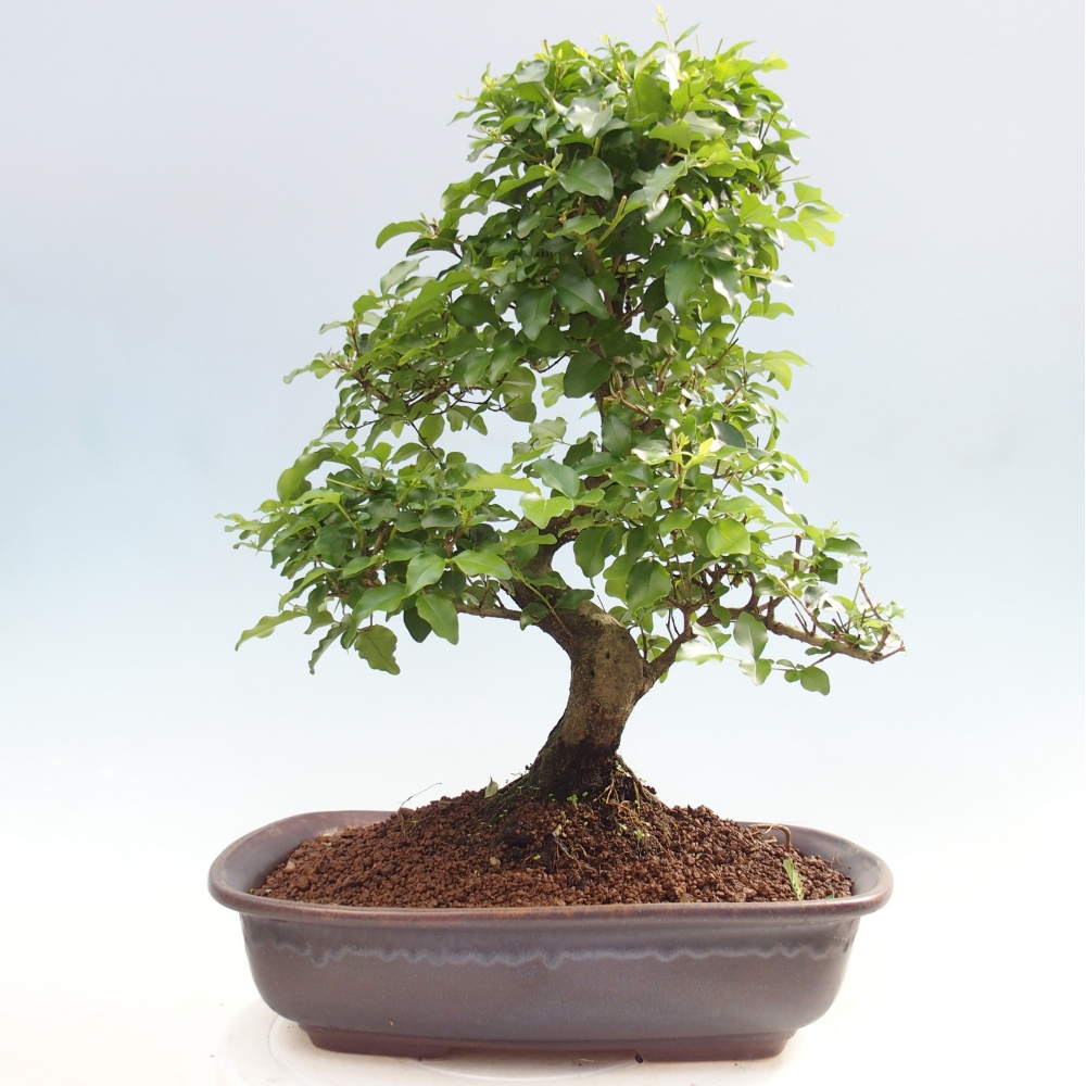 Pokój bonsai - Ligustrum chinensis - Dziób ptaka