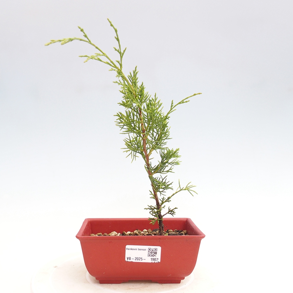 Outdoor bonsai - Juniperus chinensis Itoigawa - Jałowiec chiński