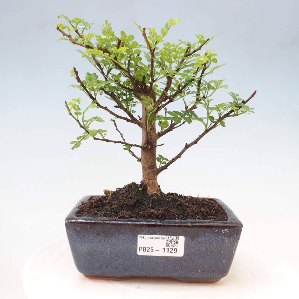Kryty bonsai - Zantoxylum piperitum - Mięta pieprzowa