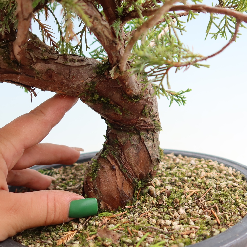 Bonsai ogrodowe – Juniperus chinensis Itoigawa – jałowiec chiński