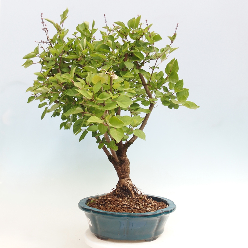 Bonsai zewnętrzne - Syringa Meyeri Palibin - Liliowy Meyera