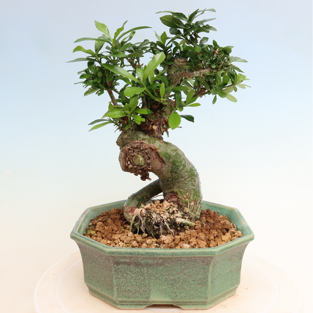 Bonsai pokojowe – Gardenia jasminoides – Gardenia