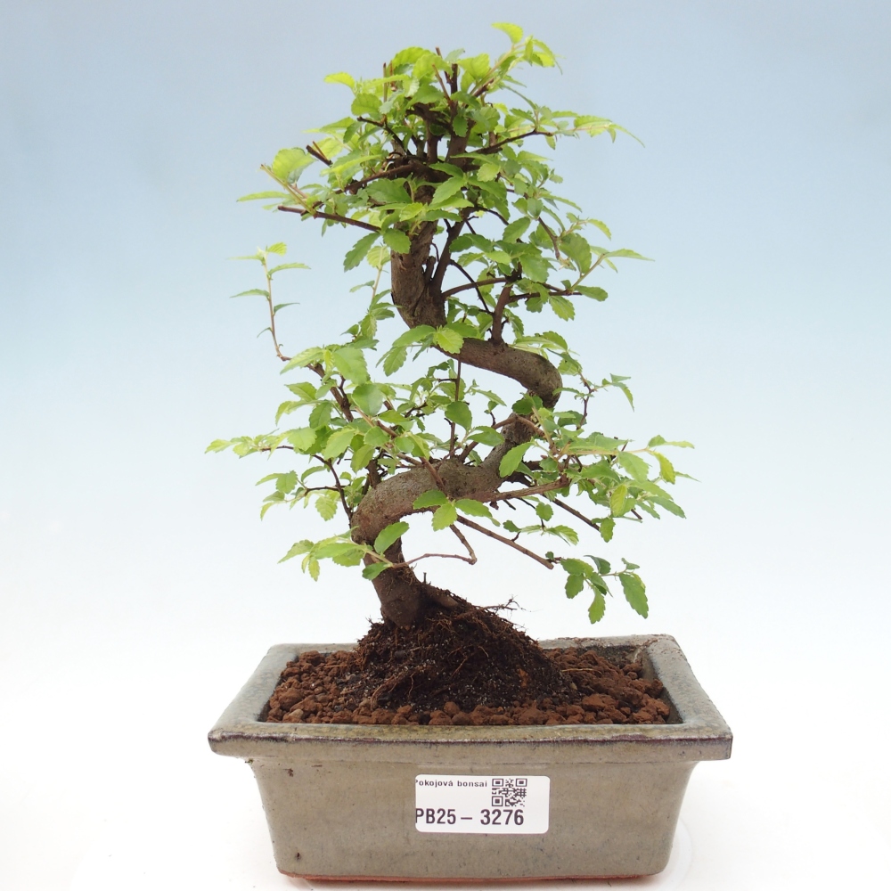 Pokój bonsai - Ulmus parvifolia - Wiąz drobnolistny