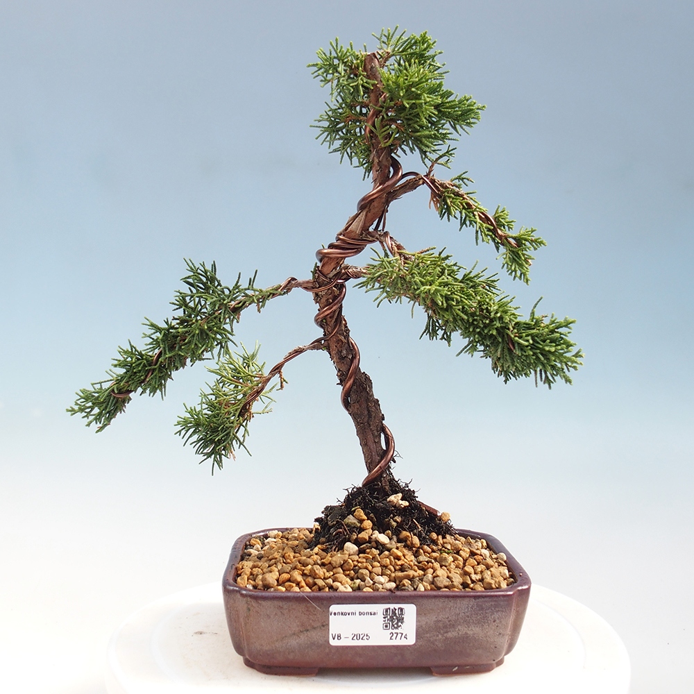 Bonsai zewnętrzne - Juniperus chinensis Kishu - Jałowiec chiński