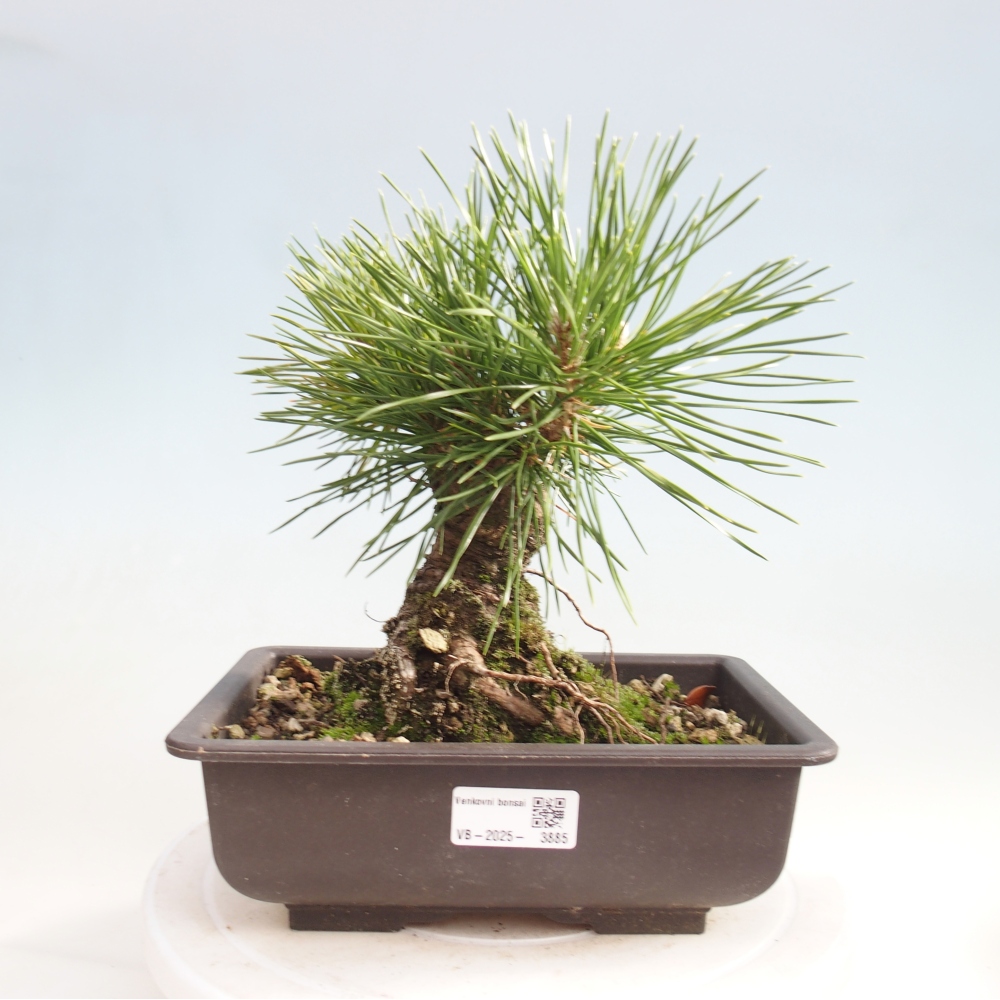 Outdoor bonsai - Pinus thunbergii - sosna Thunberga