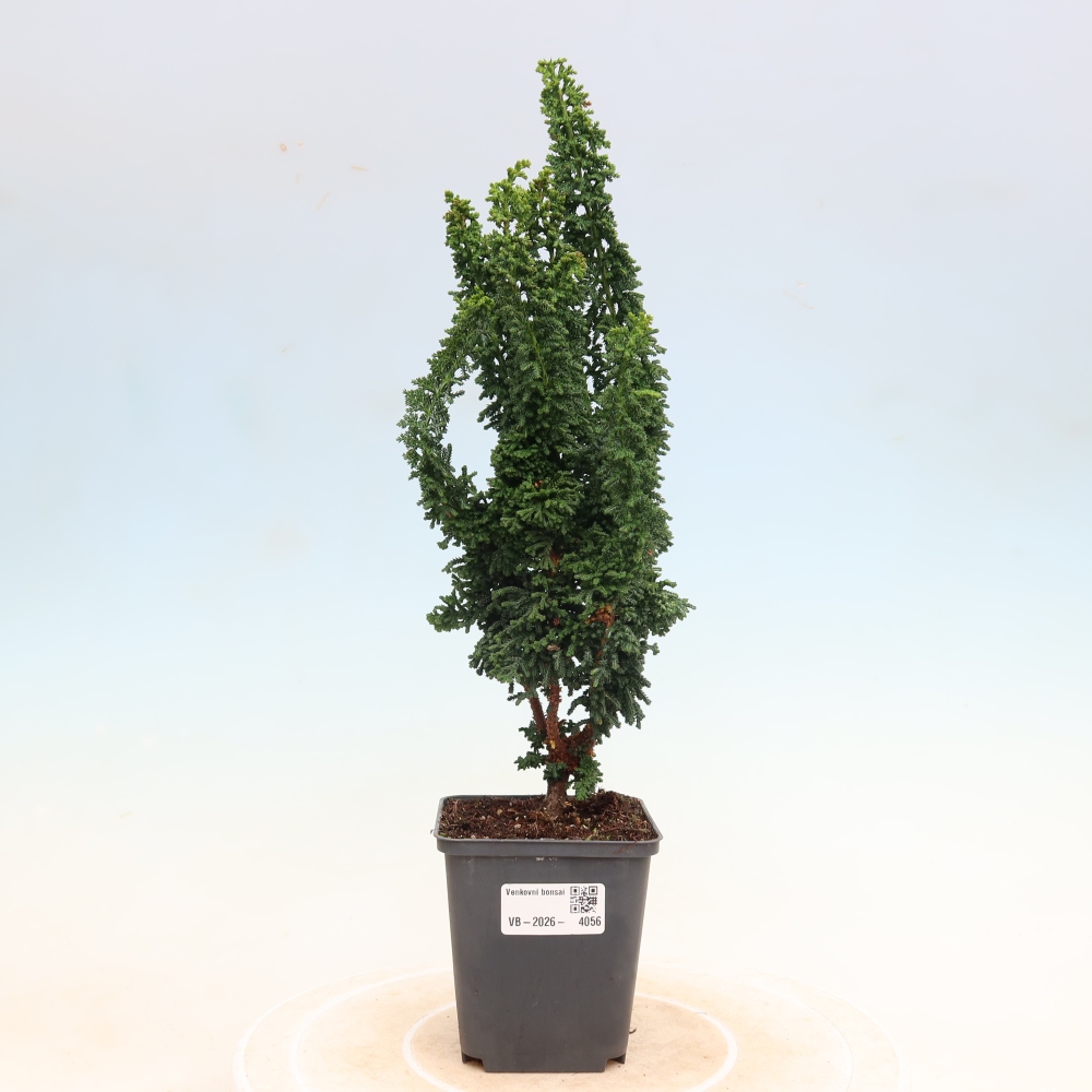 Bonsai zewnętrzne - Cham. obtusa SEKKA HINOKI - Cyprys