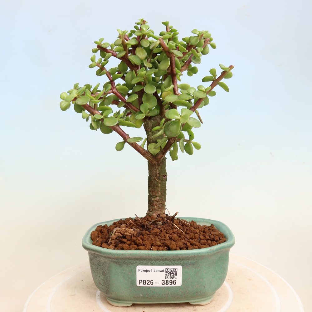 Pokój bonsai - Portulakaria Afra - Tlustice