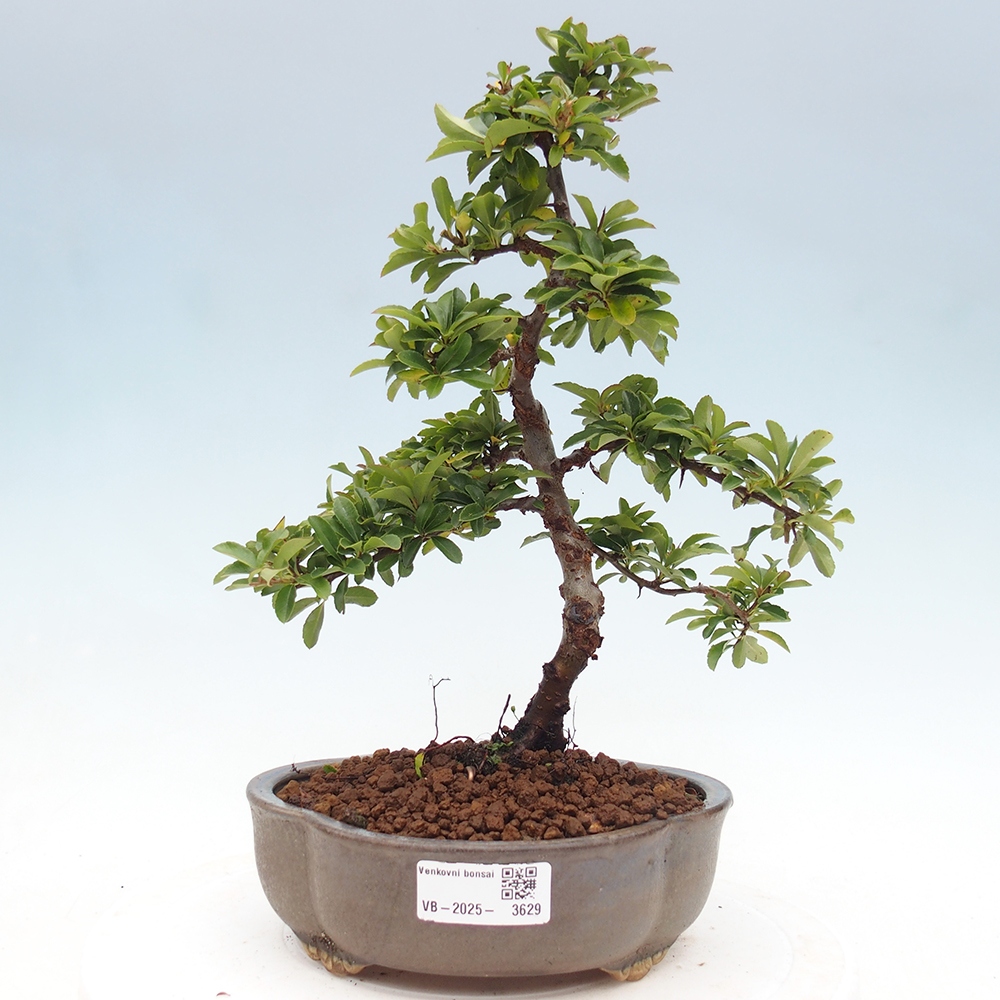 Outdoor Bonsai-Pyracanta Teton-Piekarnia