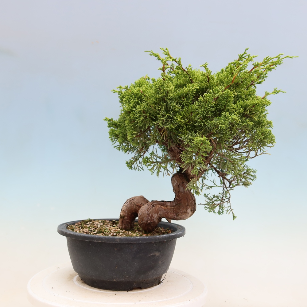 Bonsai ogrodowe – Juniperus chinensis Itoigawa – jałowiec chiński