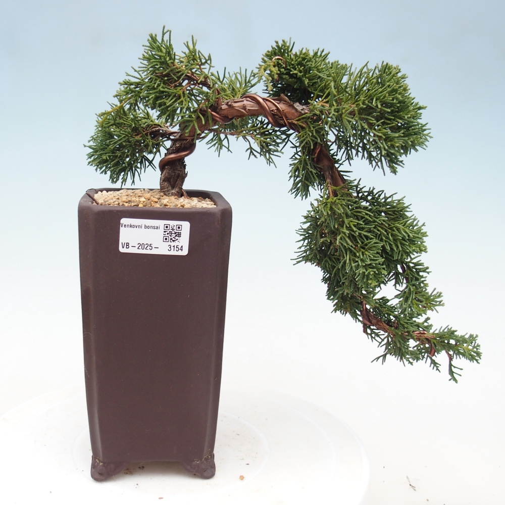 Bonsai zewnętrzne - Juniperus chinensis Kishu - Jałowiec chiński