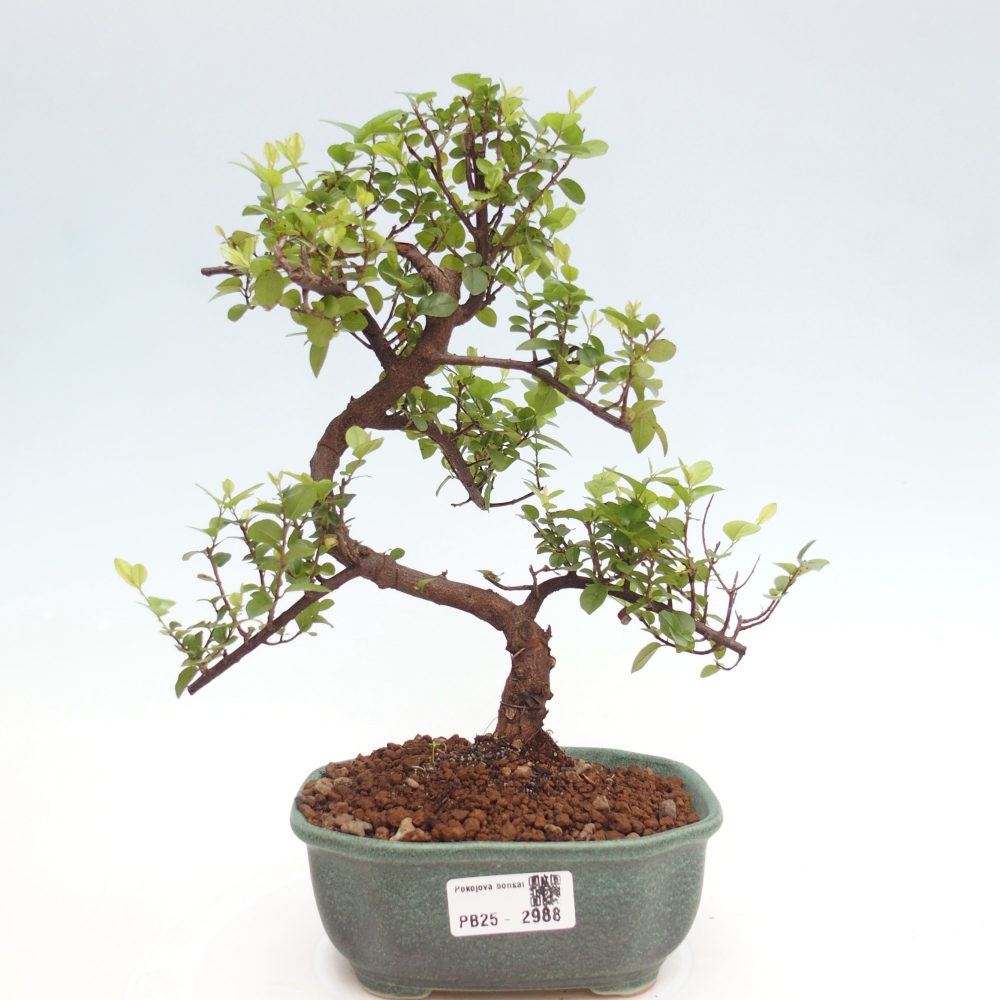 Bonsai wewnętrzne - Sagerécie thea - Sagerécie thea
