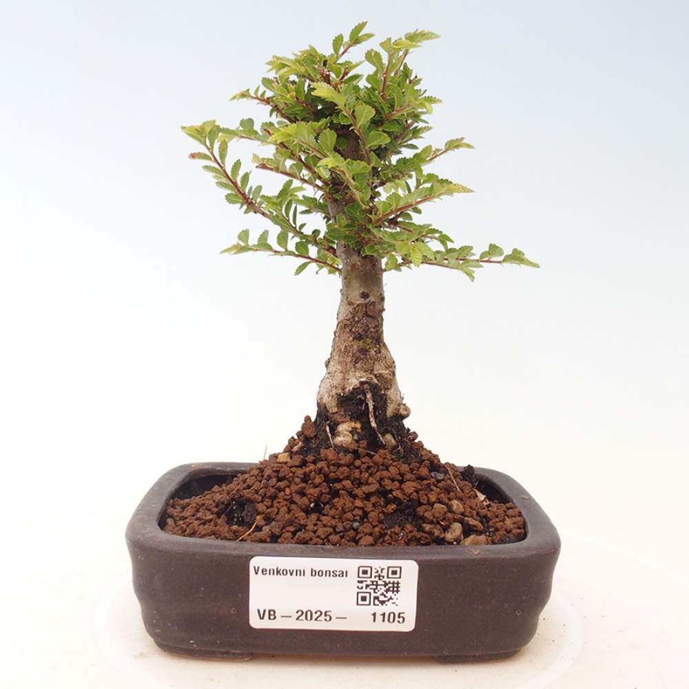 Bonsai zewnętrzne - Ulmus parvifolia Sagei - Wiąz drobnolistny