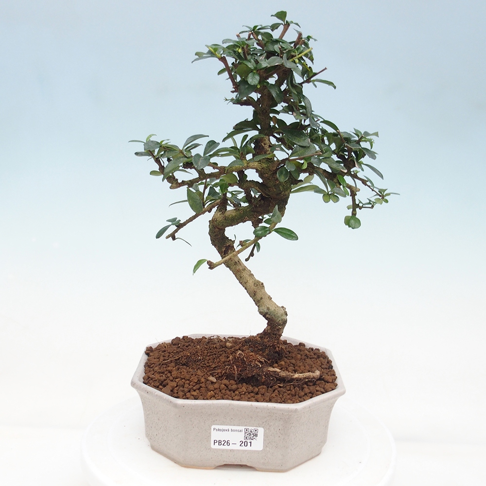 Bonsai pokojowe - Carmona macrophylla - Tea fuki