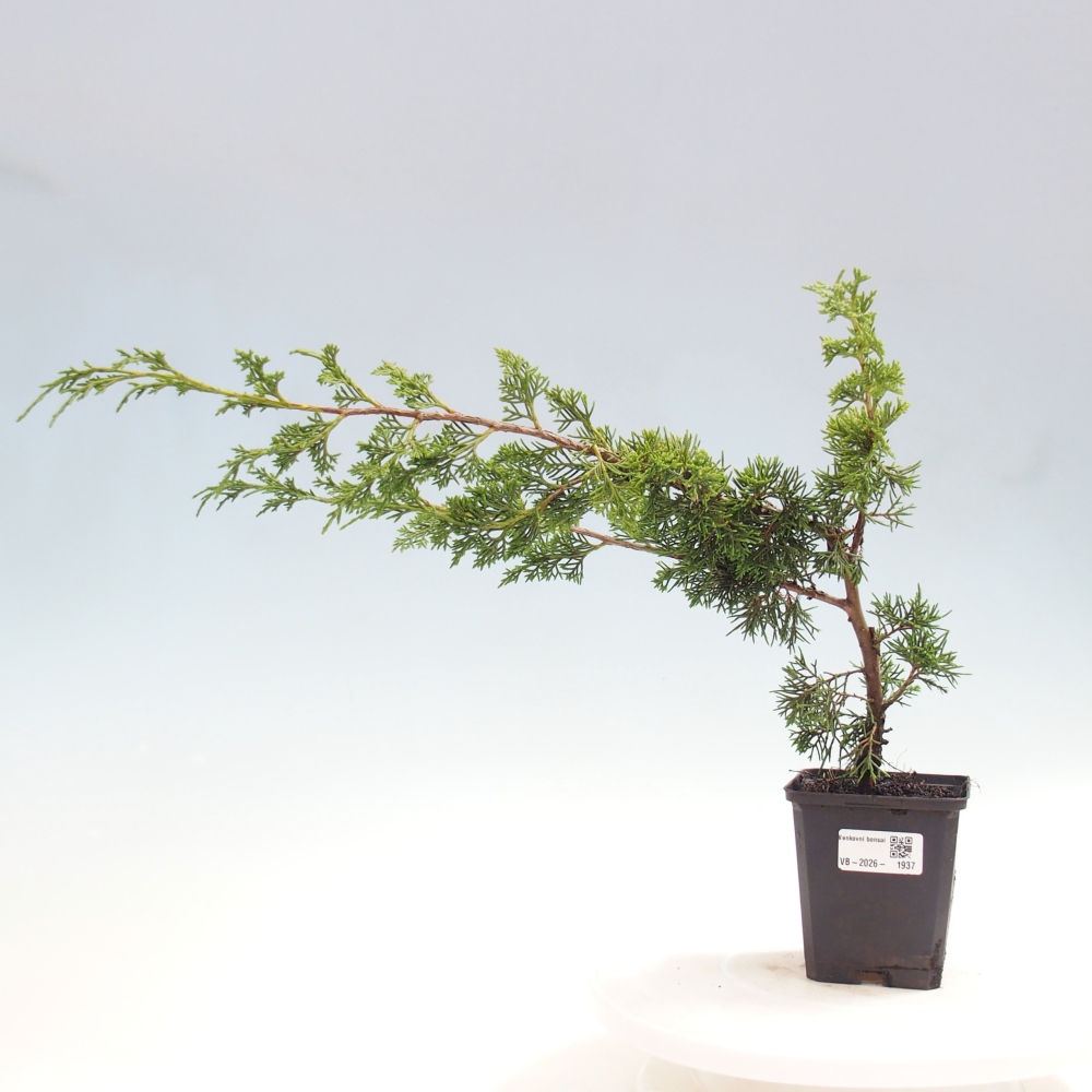 Outdoor bonsai - Juniperus chinensis Itoigawa