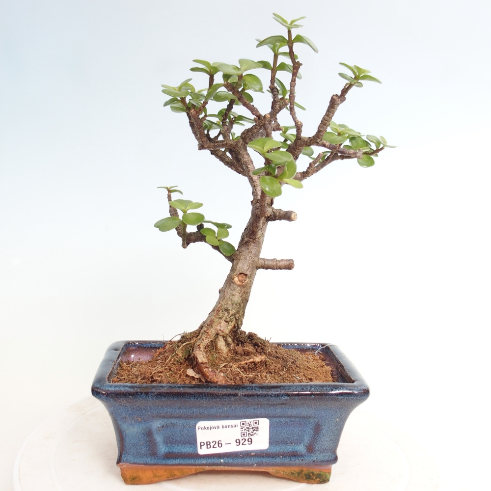 Pokój bonsai - Portulakaria Afra - Tlustice