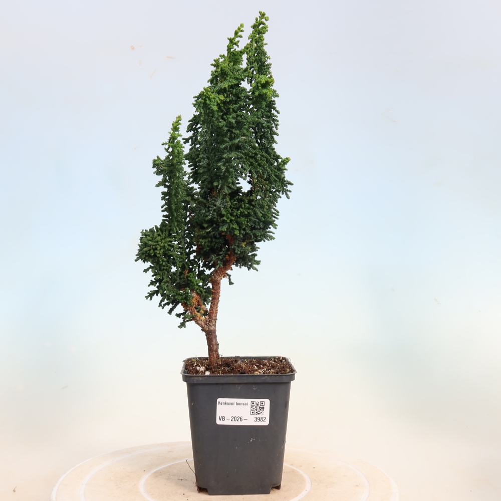 Bonsai zewnętrzne - Cham. obtusa SEKKA HINOKI - Cyprys