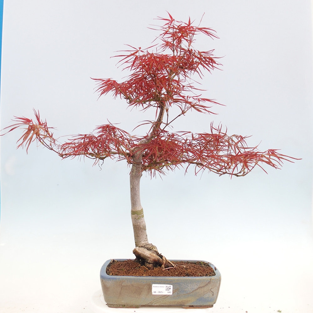 Bonsai zewnętrzne - Acer palmatum RED PYGMY