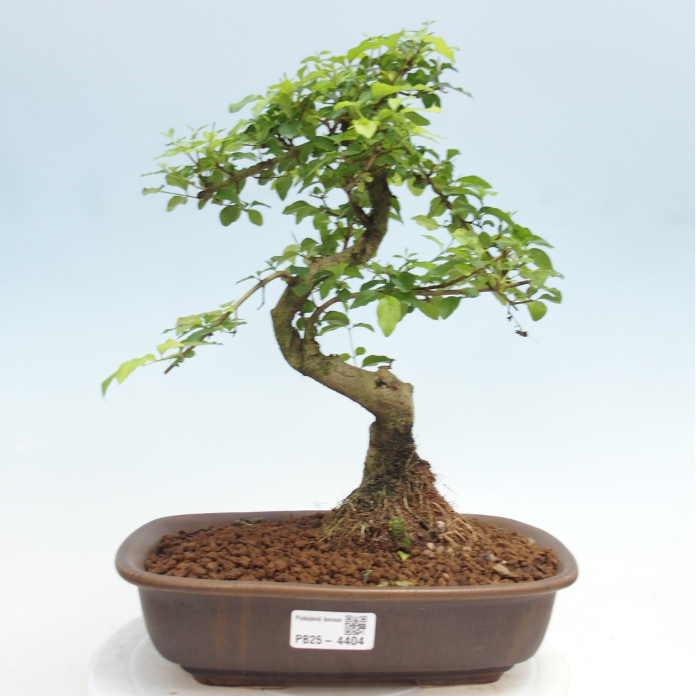 Pokój bonsai - Ligustrum chinensis - Dziób ptaka