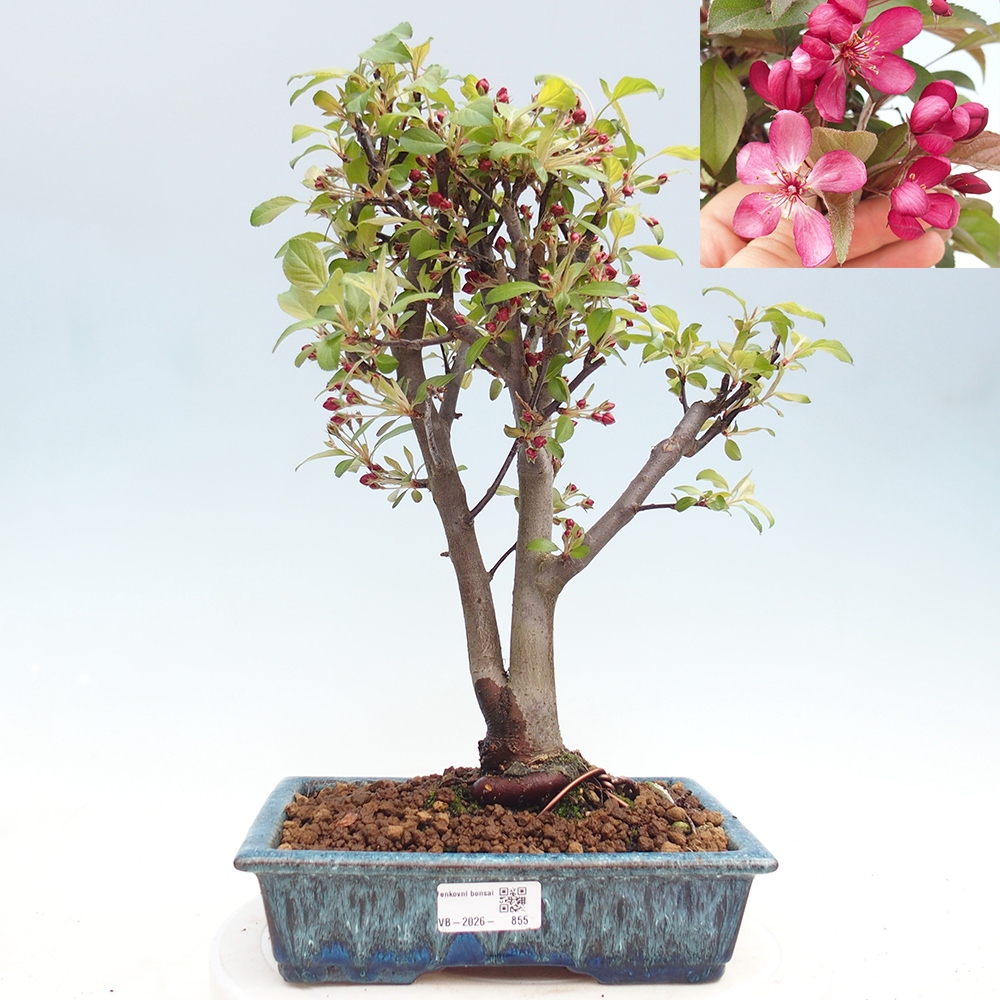 Outdoor bonsai - Malus domestica - Jabłoń czerwonolistna o małych owocach