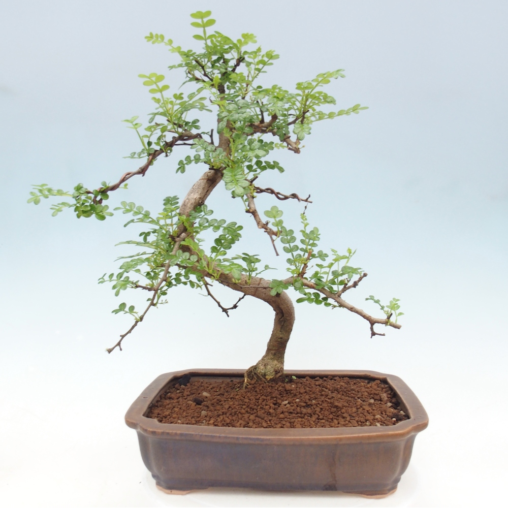 Pokój bonsai - Zantoxylum piperitum - drzewo pieprzowe