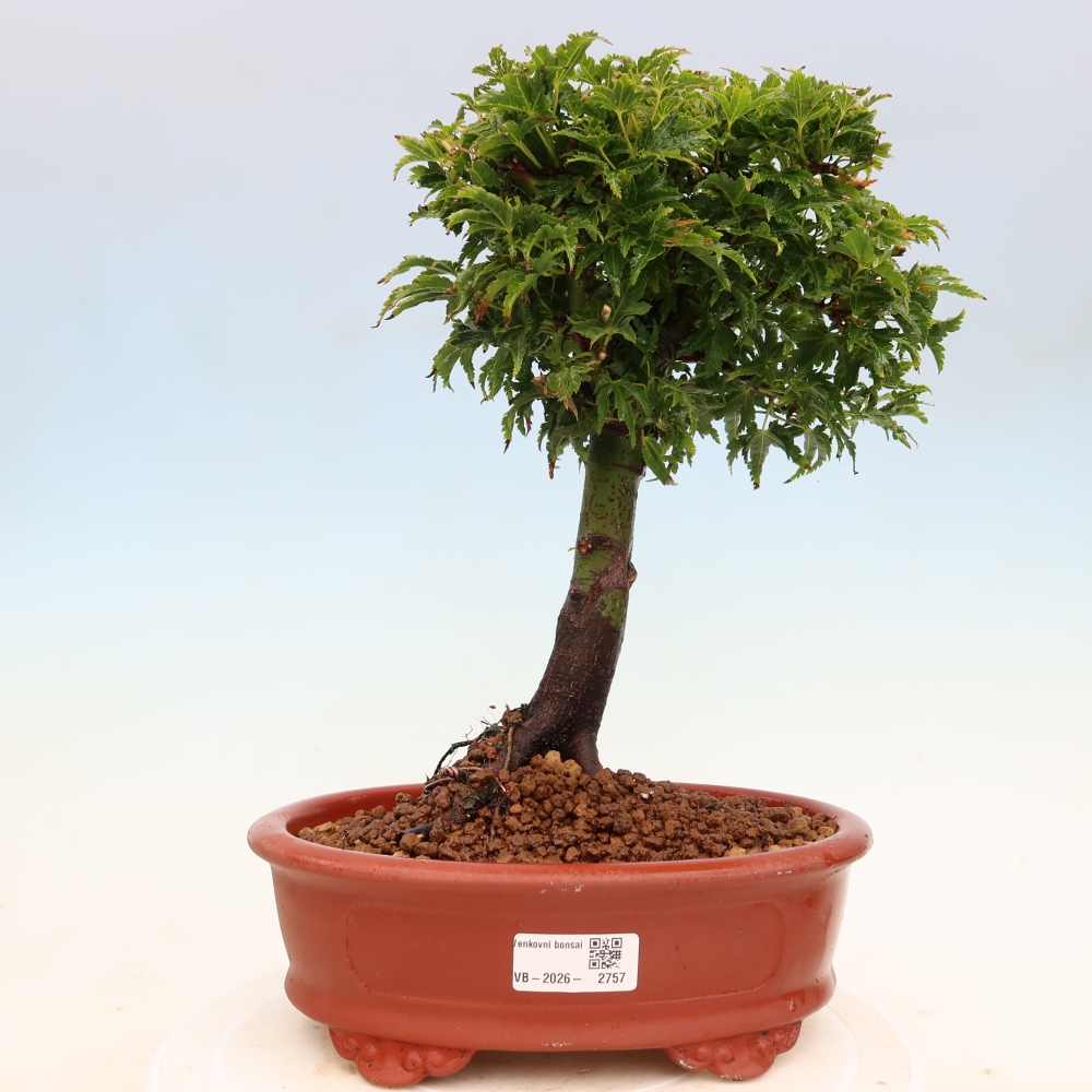 Outdoor bonsai - palma jaworowa Acer palmatum Shishigashira