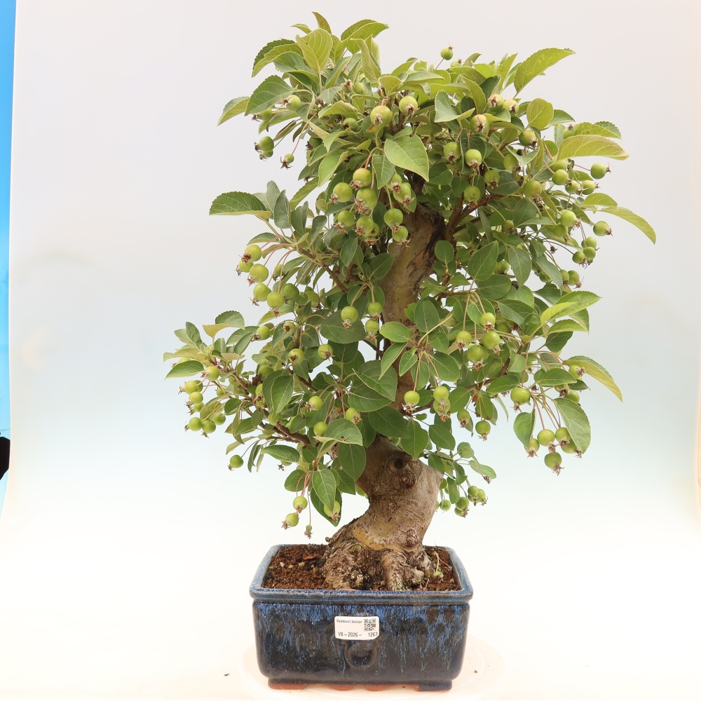 Outdoor bonsai - Malus halliana - Jabłoń drobnoowocowa