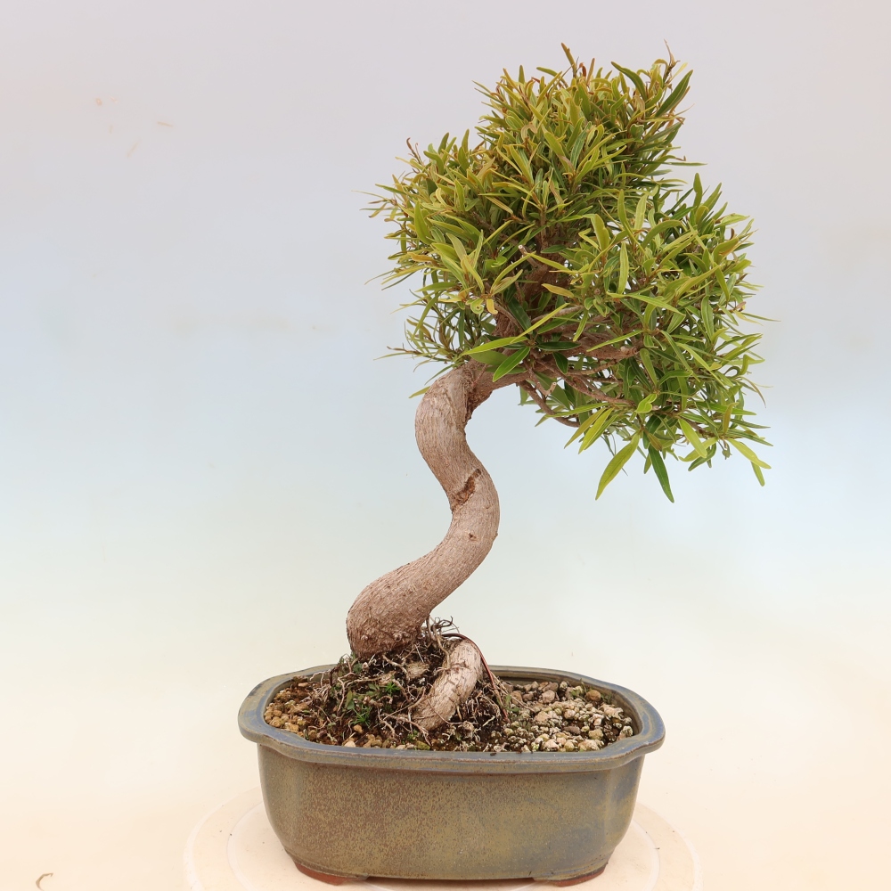 Pokój bonsai - Ficus nerifolia - figowiec drobnolistny