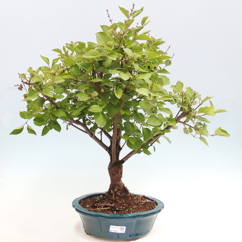 Bonsai zewnętrzne - Syringa Meyeri Palibin - Liliowy Meyera