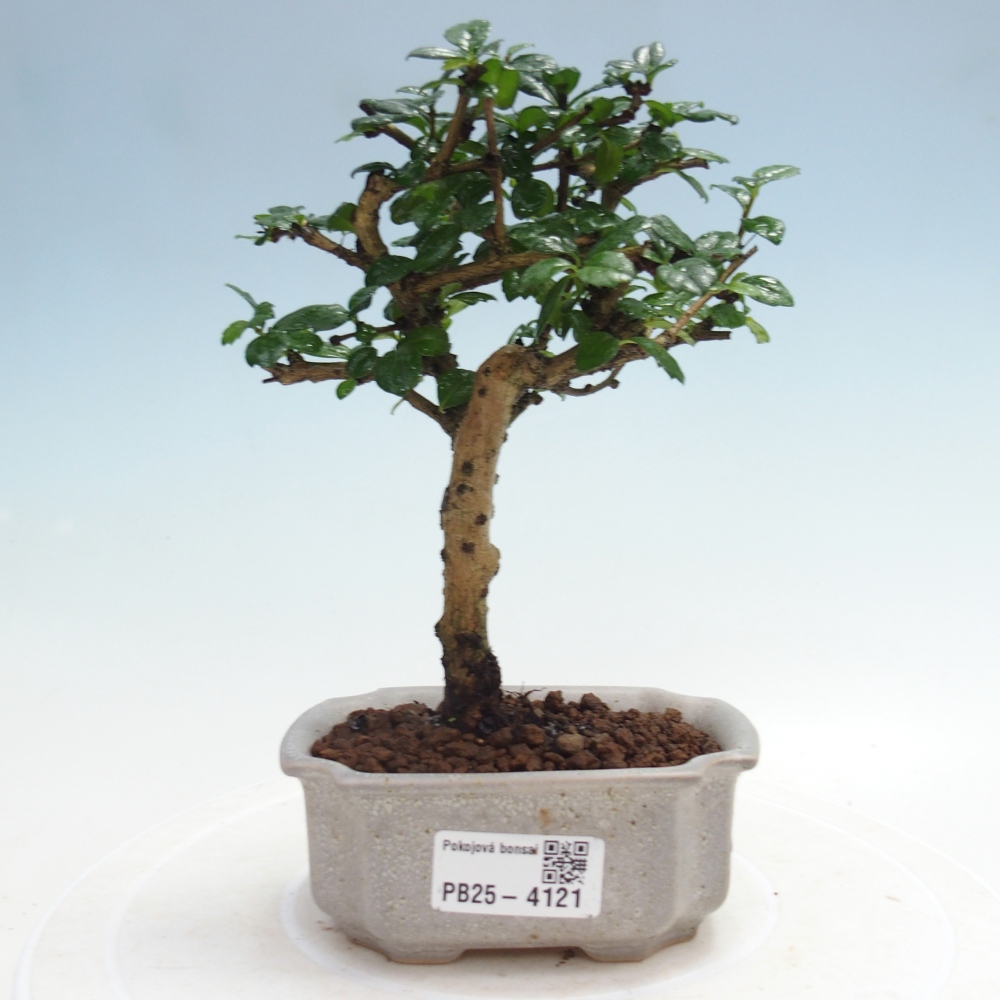 Bonsai pokojowe - Carmona macrophylla - Tea fuki