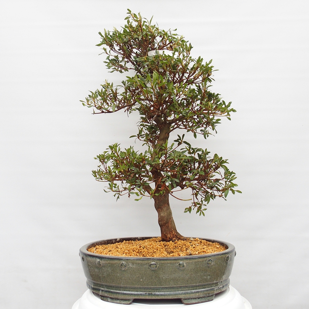 Bonsai zewnętrzne - Azalia japońska - Azalia CHIHIRO