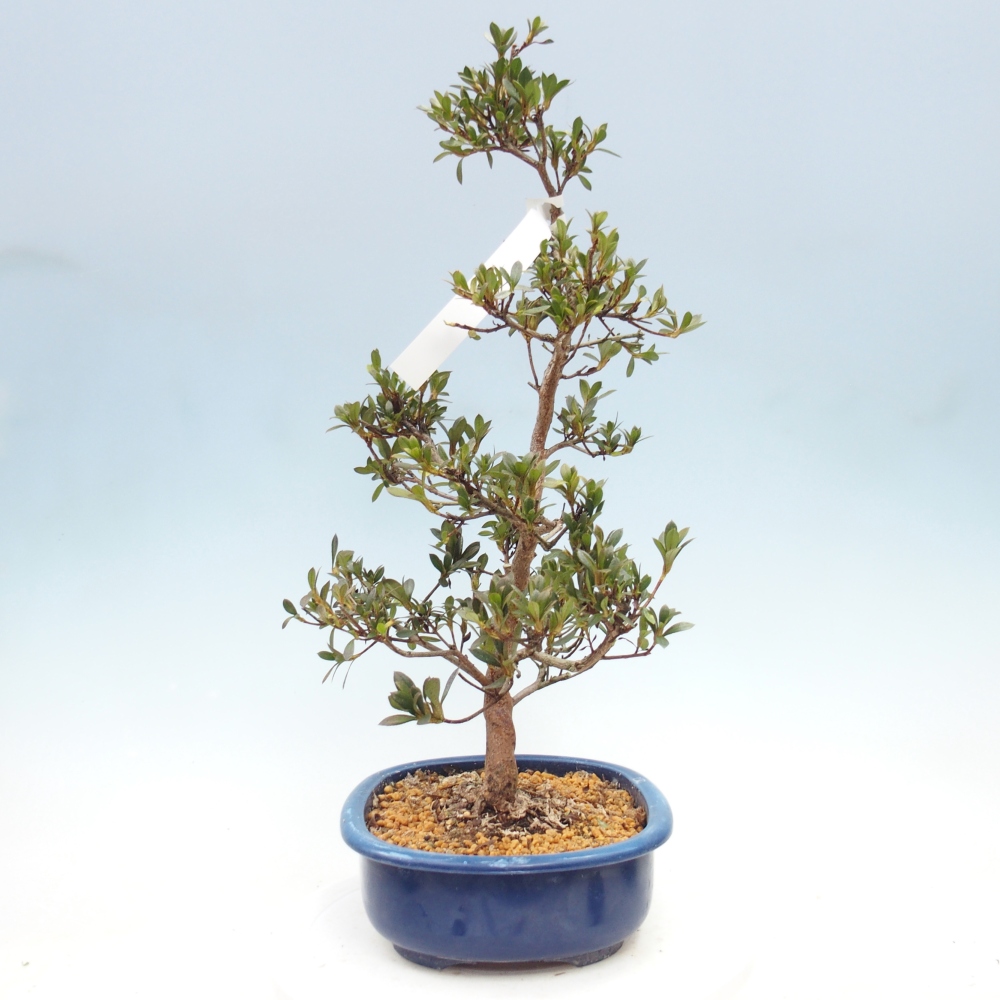 Outdoor bonsai - Azalia japońska - Azalia Yoko