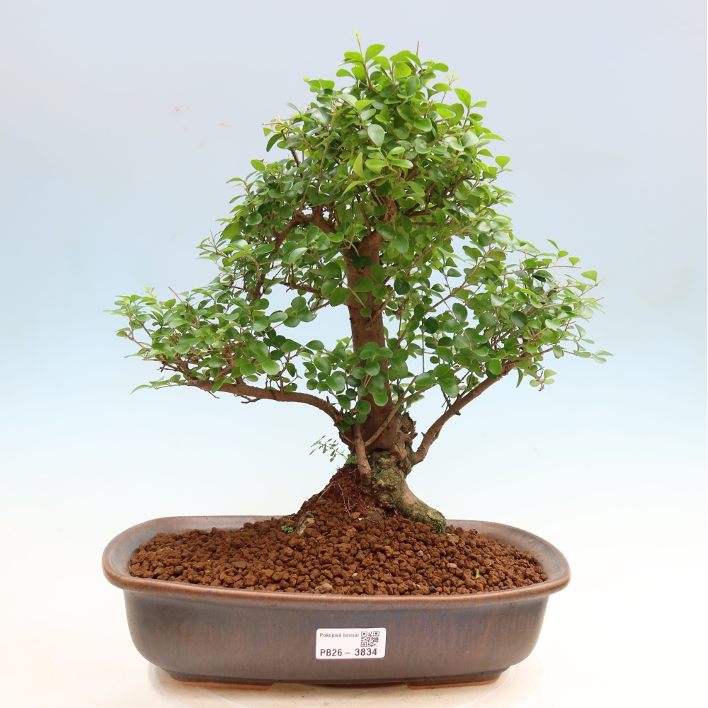 Pokój bonsai - Ligustrum retusa - dziób ptaka drobnolistnego