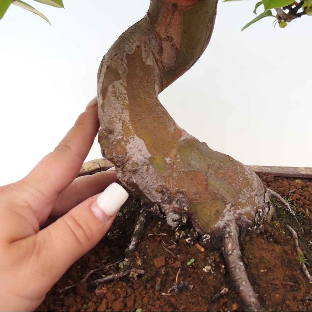 Outdoor bonsai - Pseudocydonia sinensis - pigwa chińska