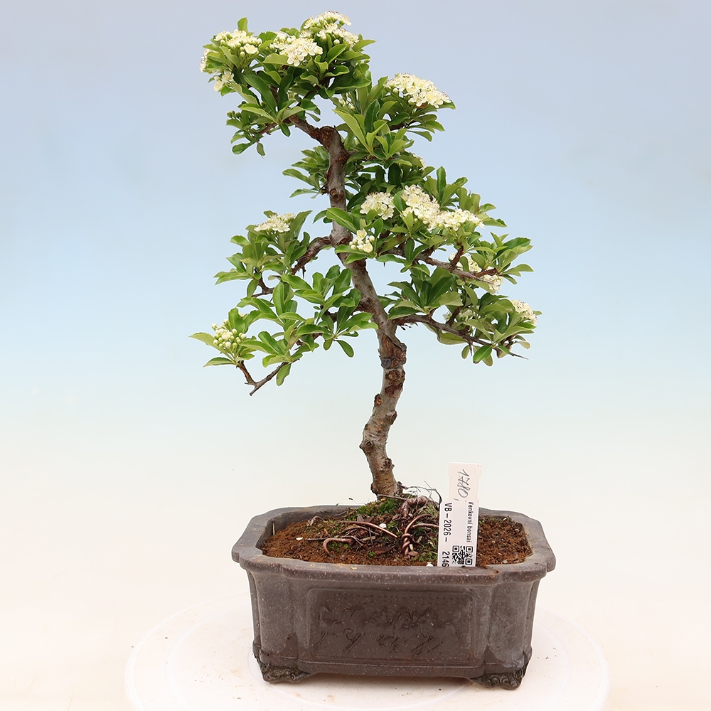 Bonsai ogrodowe – Pyracantha teton – ognik szkarłatny