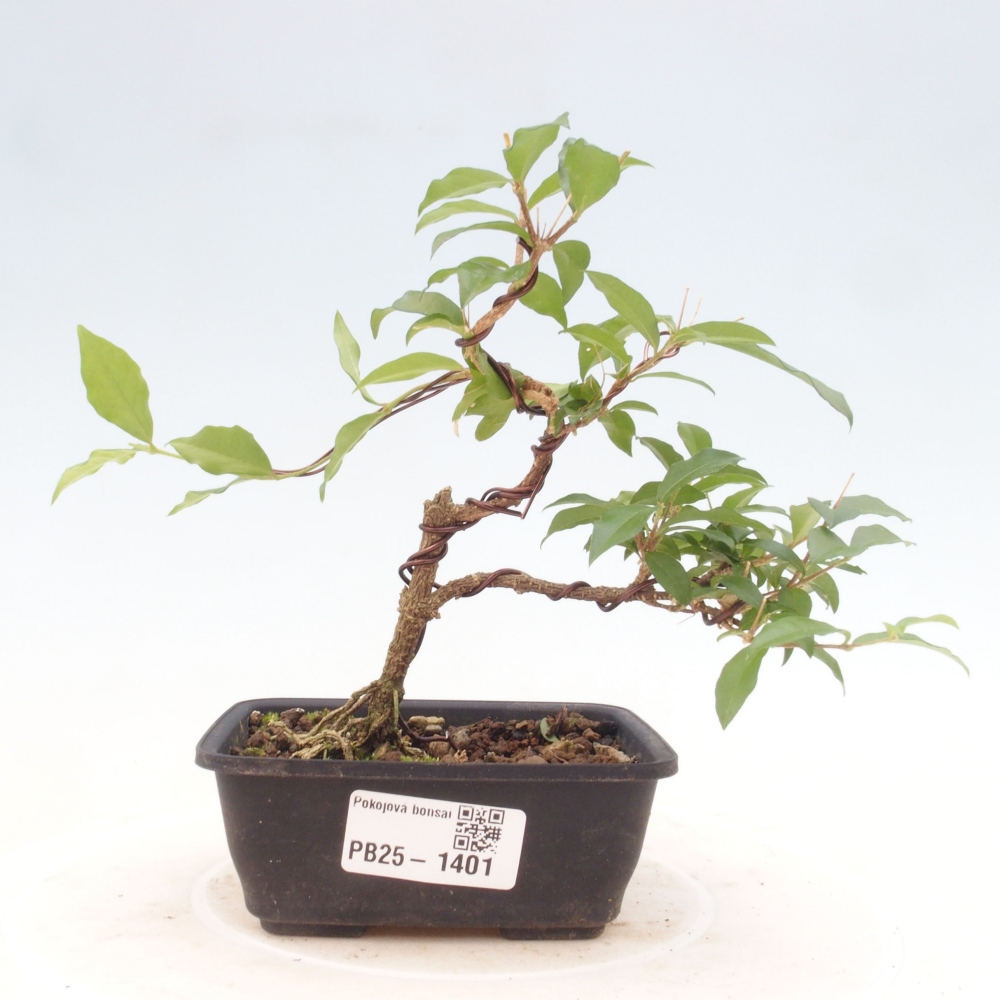 Bonsai pokojowe - Malpighia coccigera - Wiśnia Barbdorska