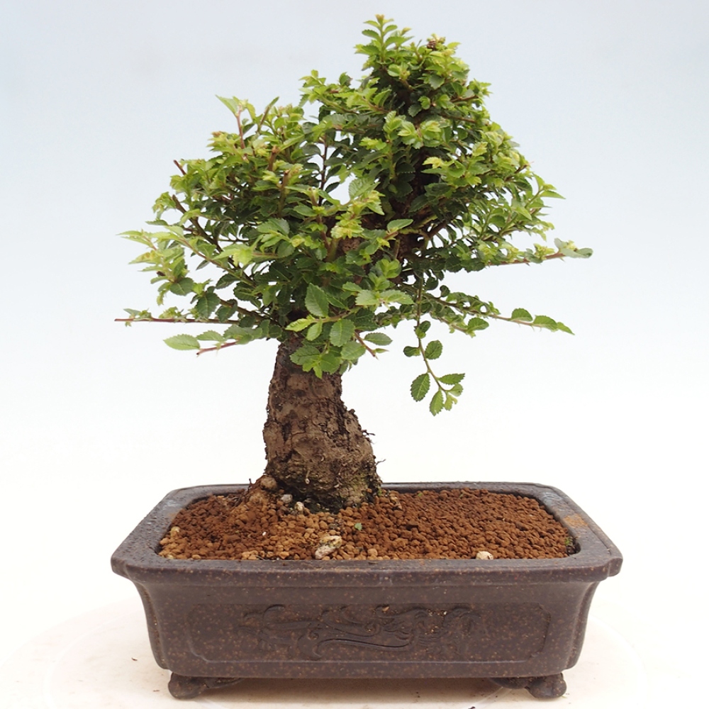 Bonsai zewnętrzne - Ulmus parvifolia Hokkaido - wiąz chiński