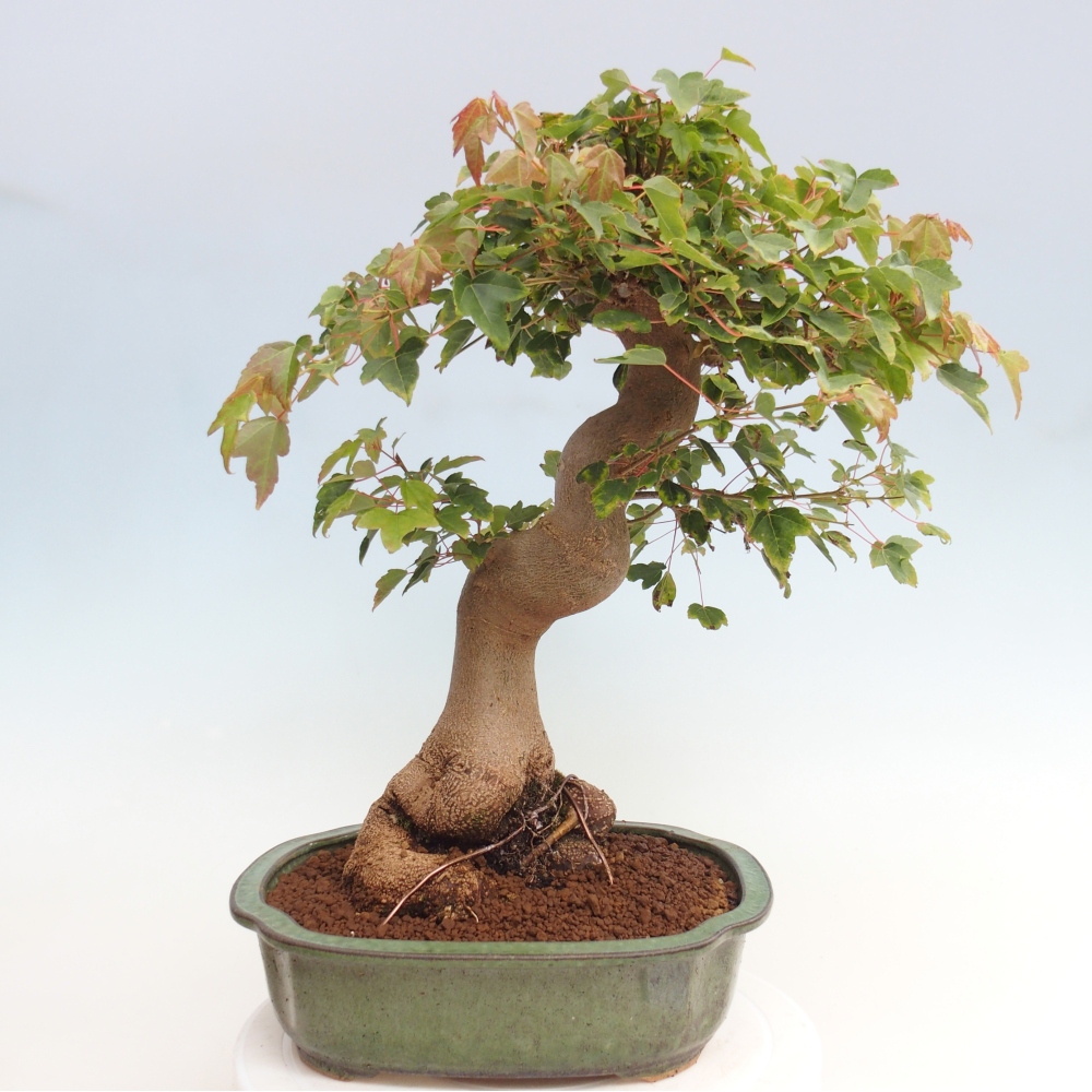 Outdoor bonsai - Maple Buergerianum - Burger Maple
