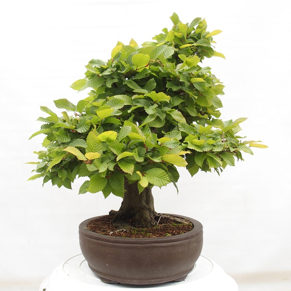 Bonsai zewnętrzne - Grab - Carpinus betulus