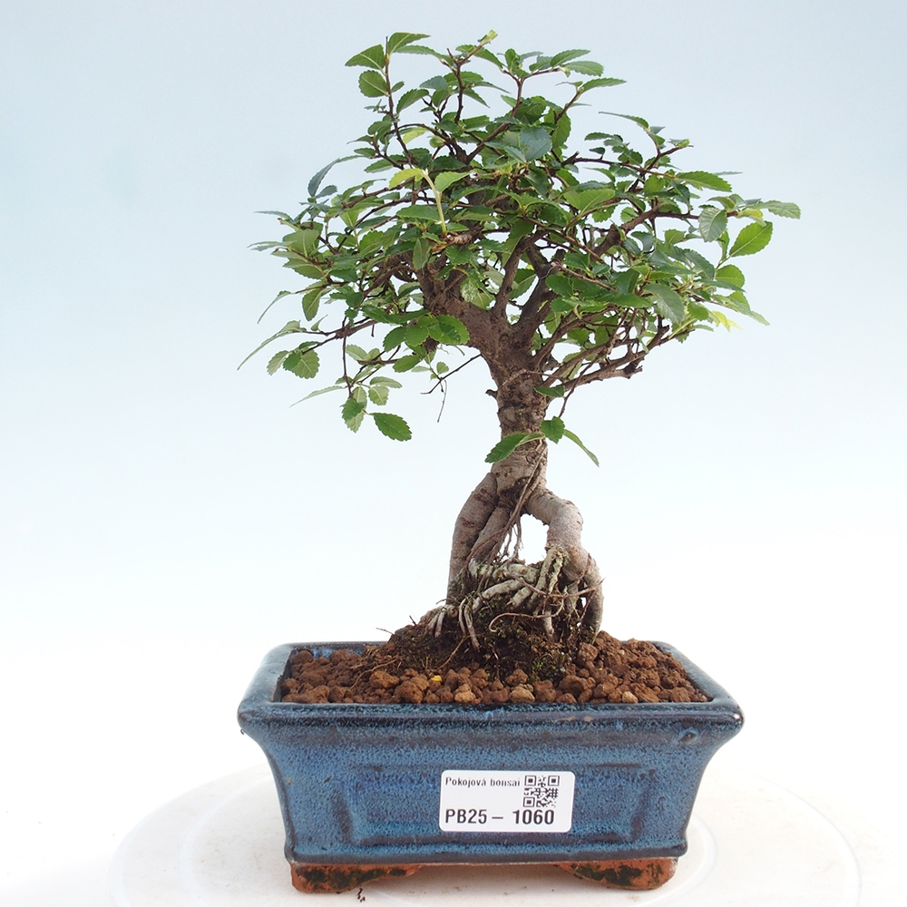 Bonsai wewnętrzne - Ulmus parvifolia - Wiąz drobnolistny