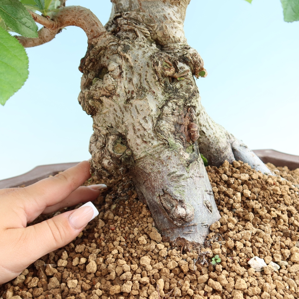 Bonsai ogrodowe – Photinia villosa