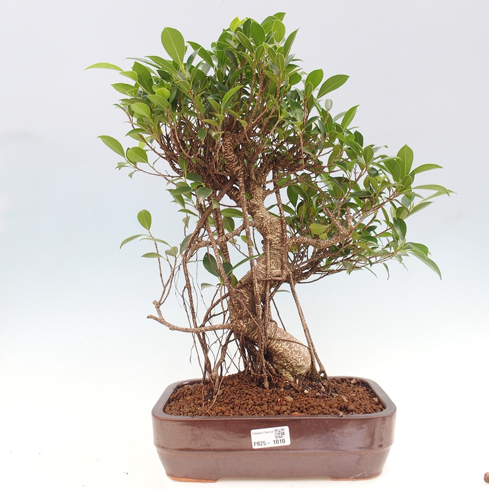 Kryty bonsai - Ficus kimmen - figowiec drobnolistny